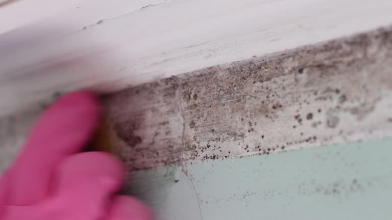 Mold Removal for HVAC Installations in West Lake Hills, TX